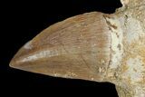 Mosasaur Tooth & Fossil Shark Tooth - Morocco #163910-3